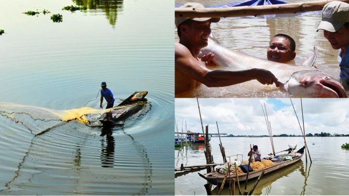 Con sông ngắn nhất Việt Nam, là thủy phận của loài ‘quái ngư’ quý hiếm trên thế giới