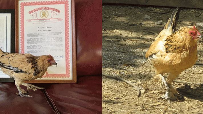 Con gà được kỷ lục Guinness trao danh hiệu gà lớn tuổi nhất thế giới: Thích xem tivi và ăn nho
