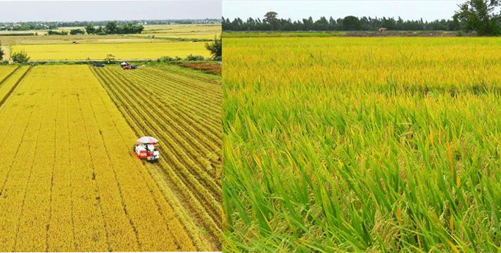 Thông tin về tỉnh có diện tích trồng lúa lớn nhất Việt Nam, sản lượng đạt hơn 4 triệu tấn mỗi năm