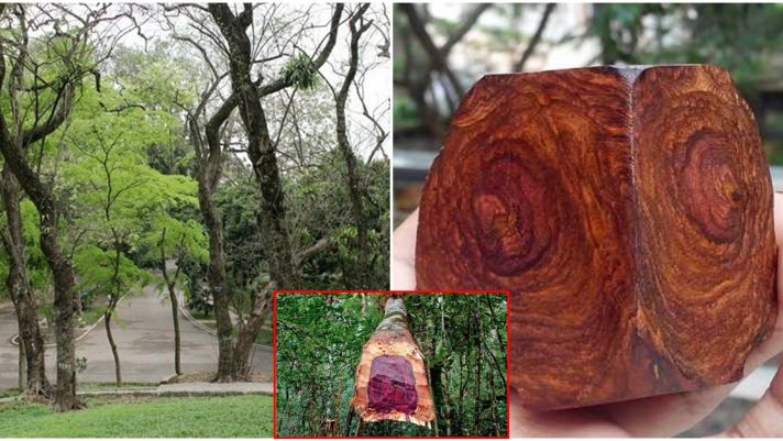 Loại gỗ quý là ‘khối vàng lộ thiên’: Thuộc nhóm 1 trong sách đỏ Việt Nam, bị săn lùng ráo riết