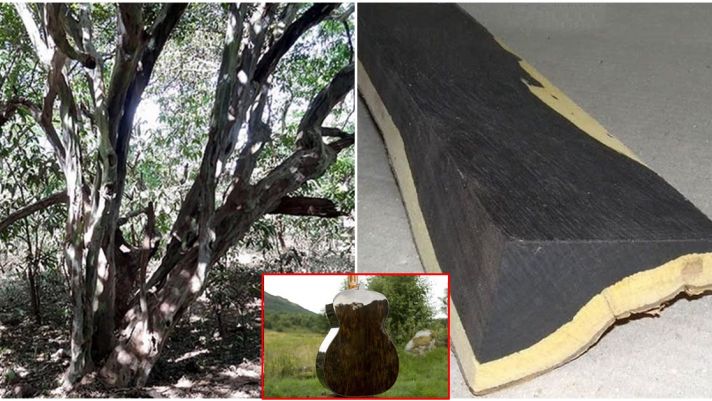 Loại gỗ có màu đen đắt đỏ nhất thế giới đang bị ‘đe dọa’: Giá hơn 2 tỷ 1 tấm, có khả năng chống cháy