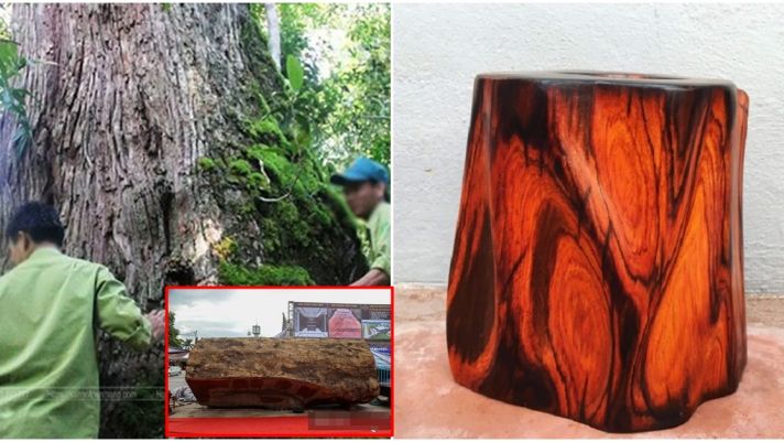 Khúc gỗ 5.000 năm tuổi từng được rao bán 10 tỷ đồng ở Hà Nội: Thuộc top đầu gỗ quý nhất Việt Nam