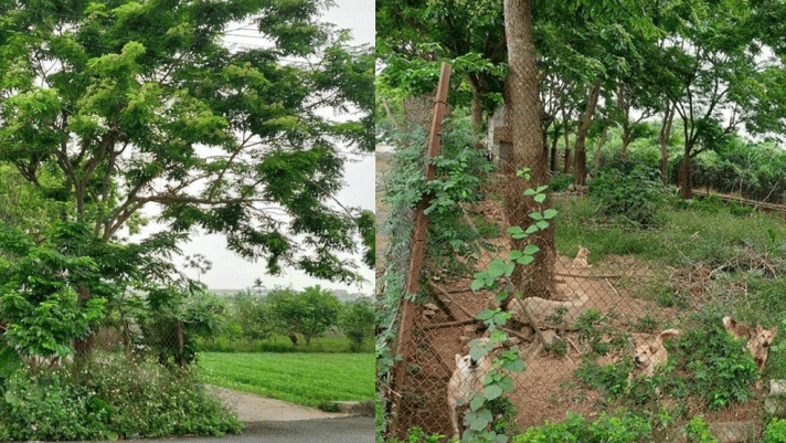 Thông tin về làng trồng loại gỗ quý hiếm ở Việt Nam: Giá 1 tỷ cây 90cm, nuôi cả đàn chó canh giữ