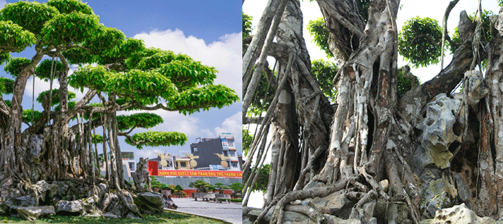 Top 3 cây cảnh đắt nhất Việt Nam: Có cây giá trị lên đến 460 tỷ đồng với khối lượng khoảng 50 tấn