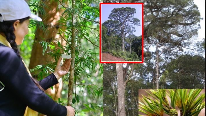 Giống cây quý hiếm duy nhất chỉ có ở Việt Nam: Thế giới sửng sốt khi tìm ra, được liệt trong sách đỏ