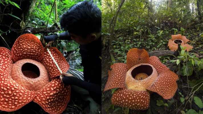 Loài hoa lớn nhất hành tinh 'đứng bên bờ tuyệt chủng', giới khoa học chỉ ra nguyên nhân không tưởng