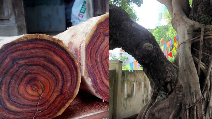 2 loại gỗ quý ở Việt Nam chữa được bệnh: 1 loại giá lên đến 100 triệu/kg, chữa được bách bệnh