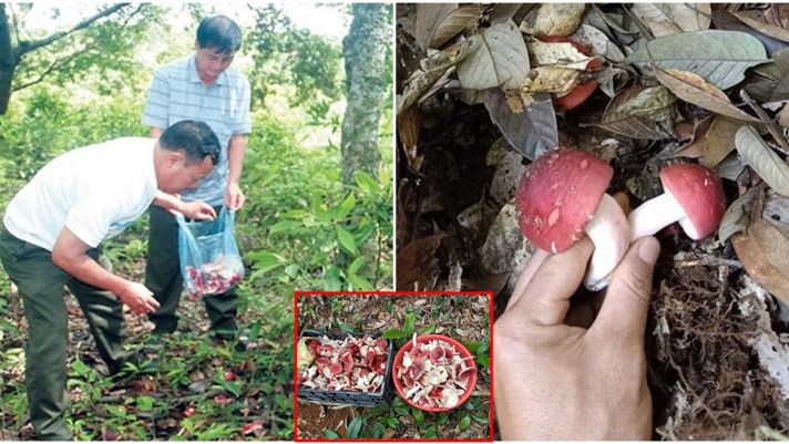 1 loại nấm ở Việt Nam chỉ mọc vào ban đêm: 1 vị thuốc được ví như ‘vàng đỏ’, cấm ngồi hái vì 1 lý do