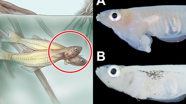 Loài cá hiếm chỉ có ở Việt Nam, top tiến hóa dị nhất trên thế giới: Có cơ quan sinh sản ở trên đầu 