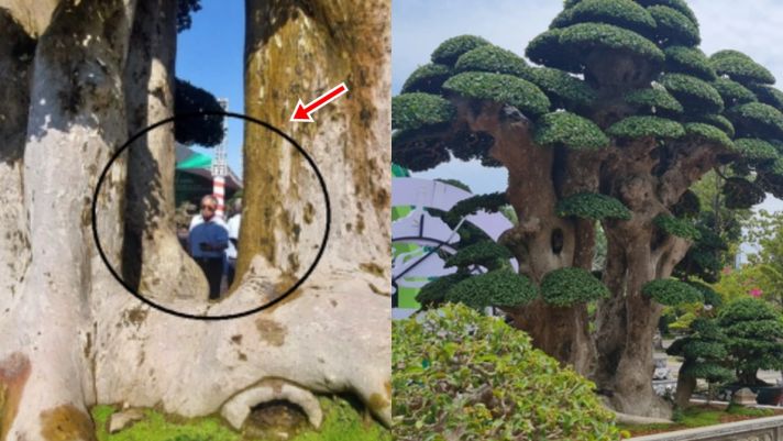 Cây duối 1000 tuổi nổi tiếng nhất Bình Định: Có dáng tháp Chăm cổ, trả 23 tỷ vẫn không bán