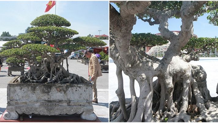 ‘Siêu cây cảnh’ thế bonsai ‘độc nhất vô nhị’ có giá khủng, nhiều người chỉ ngắm không dám mua