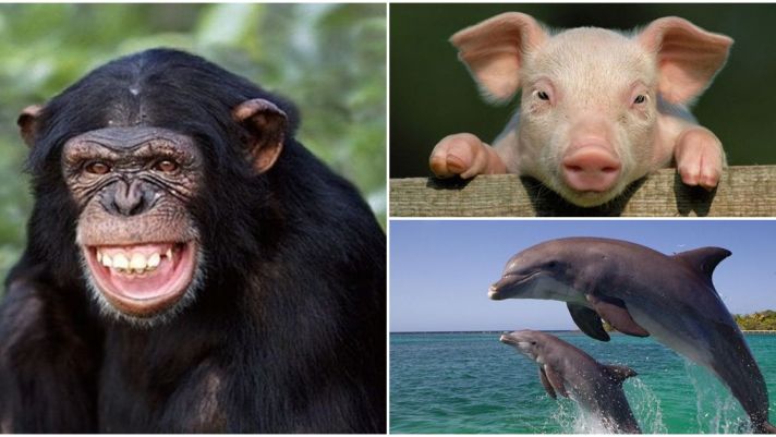 Bất ngờ 7 loài động vật thông minh nhất thế giới: Cá heo đứng thứ 2, ngỡ ngàng vị trí của lợn