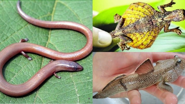 8 sinh vật kỳ dị nhất Việt Nam: Chỉ nhìn đã ‘sởn gai ốc’, số 5 khiến nhiều người ám ảnh cả đời