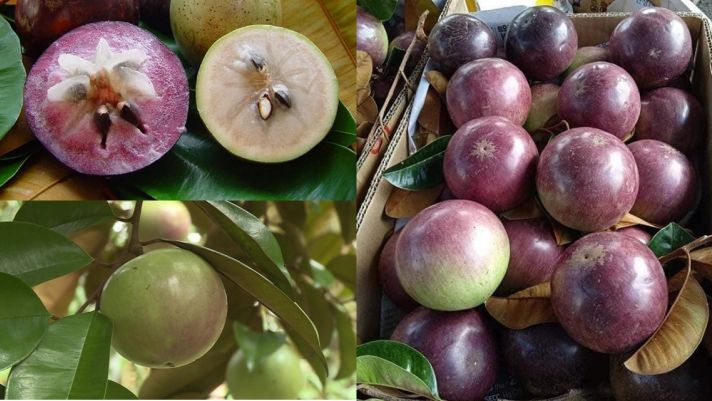 Loại trái cây chỉ duy nhất Việt Nam xuất khẩu: Cả thế giới đều trầm trồ khi bổ ra, có tên gọi độc lạ