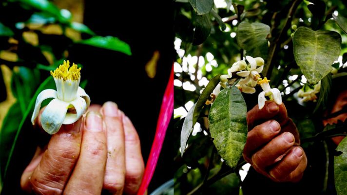 Loại cây ăn quả cực quý hiếm của Việt Nam, nằm trong 7 loại cây ăn quả cấm xuất khẩu giống