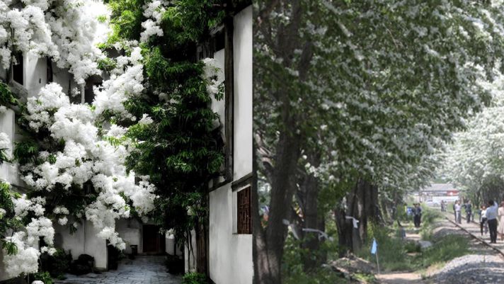 3 cây hoa tuyết là ‘bảo vật’ của Trung Quốc, được bảo vệ cấp quốc gia vì độ quý hiếm