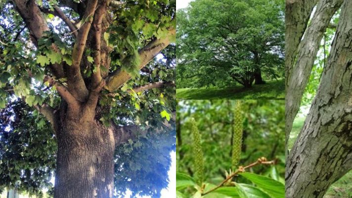 Cận cảnh loài cây được mệnh danh ‘Vua gỗ’: Vỏ cứng nhất thế giới, súng đạn bắn không thủng
