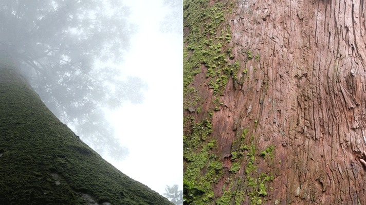 Cây gỗ quý hiếm 1500 tuổi - di sản của Việt Nam: ‘Thần mộc’ cao 70m, được bảo vệ vô cùng nghiêm ngặt