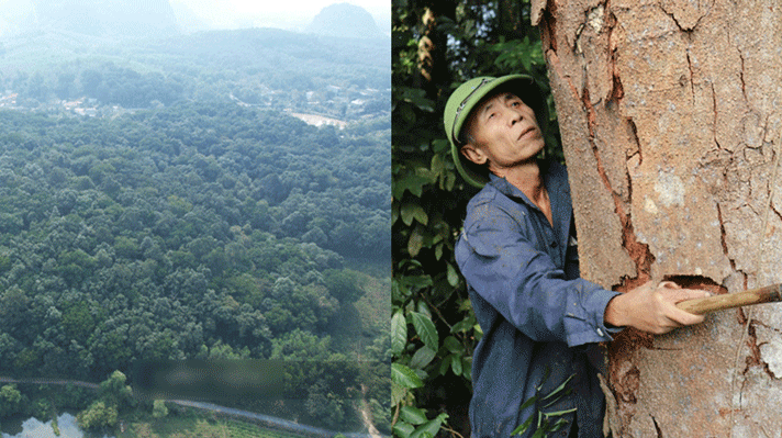 Làng trồng 24,4ha gỗ quý trăm năm tuổi ở Việt Nam: Nổi tiếng cả nước, được dân làng bảo vệ 24/24