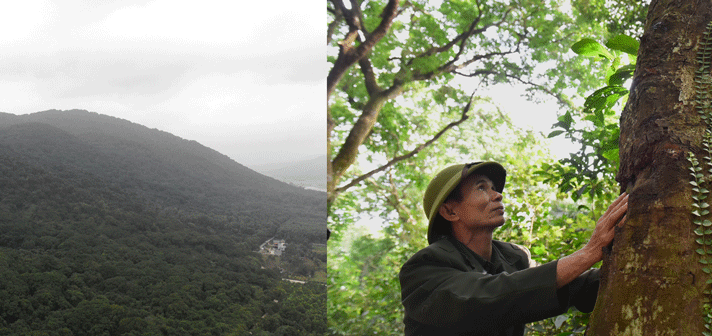 Rừng sến mật duy nhất ở Việt Nam và lớn nhất Đông Nam Á: Nằm trong danh sách đỏ, có cây gần 100 tuổi