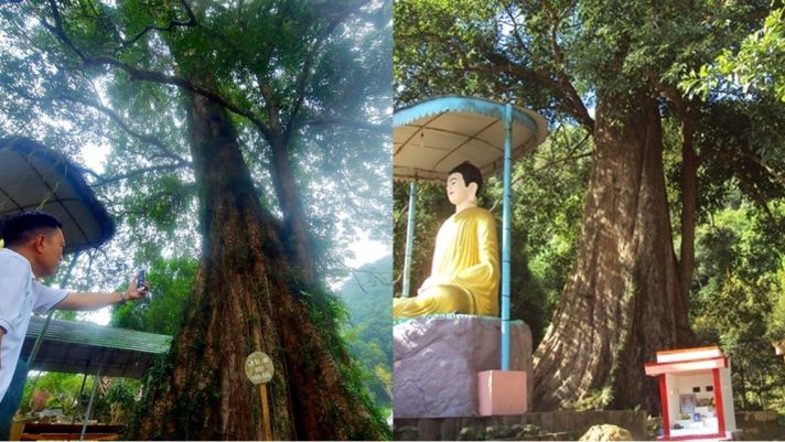 Cận cảnh cây đại cổ thụ của Việt Nam có tuổi thọ ngang ‘ông Bành Tổ’, mang ý nghĩa tâm linh đặc biệt