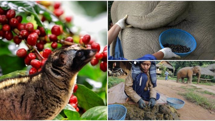 Cà phê được ‘phù phép’ bằng phân động vật: Việt Nam có loại giá 70 triệu đồng/kg, hương vị đặc trưng ‘có một không hai’