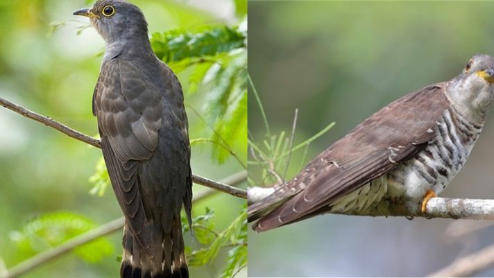Việt Nam sở hữu loài chim kỳ lạ, có tên gọi kỳ quặc nhất thế giới, phải nghe vài lần mới hiểu nổi