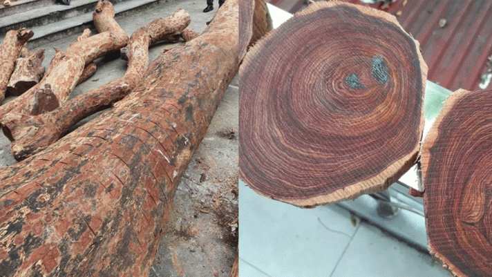 Nhóm người ở Quảng Bình vớt được khúc gỗ nặng 2 tấn gây xôn xao một thời: Loại gỗ đắt nhất thế giới, trị giá 20 tỷ đồng