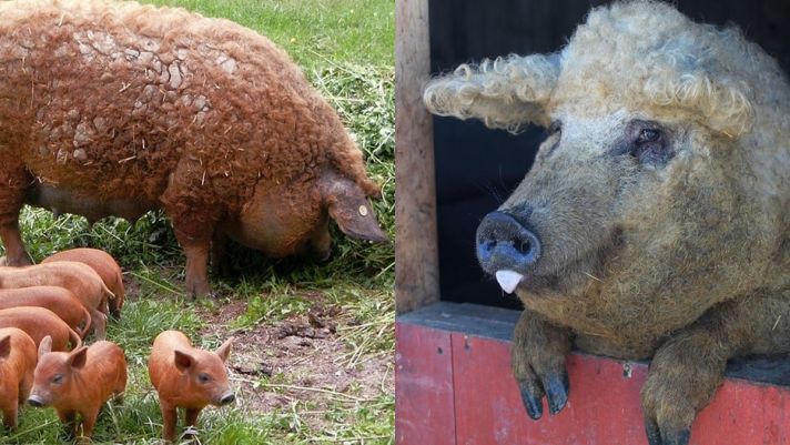 Loài lợn siêu hiếm nhất thế giới: Từng suýt bị tuyệt chủng, thịt mềm ngon ngang bò Kobe Nhật Bản