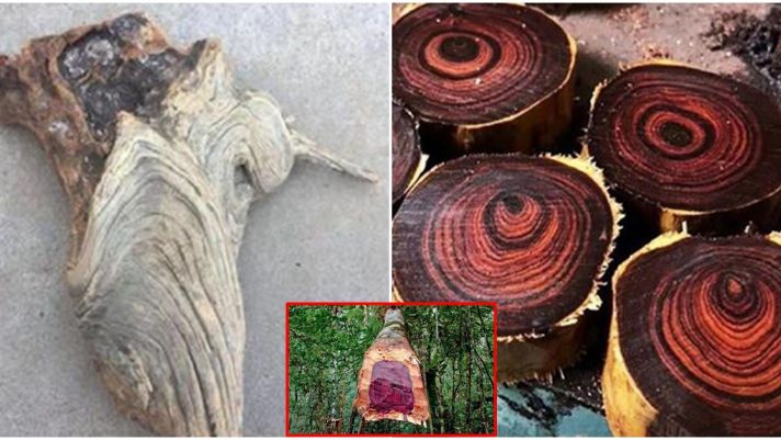 Đi dọn mộ tổ chàng trai phát hiện khúc gỗ kì lạ, định mang về đốt hóa ra lại chính là ‘khối vàng lộ thiên’