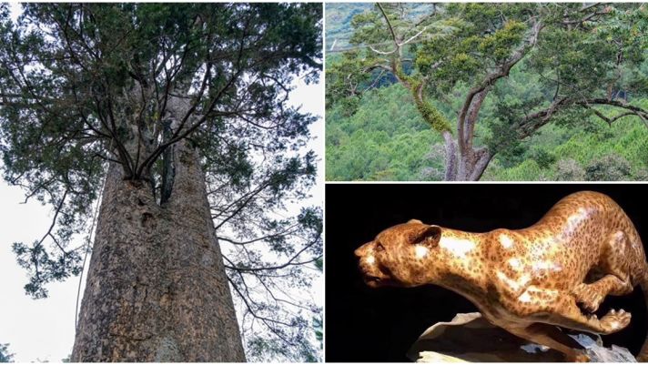 Việt Nam có loại gỗ quý hiếm mọc trên độ cao 1.000m: Giá có thể lên đến hàng trăm triệu/kg, đang bị đe dọa tuyệt chủng