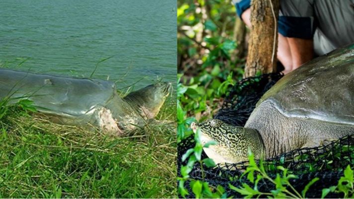 Việt Nam sở hữu loài bí ẩn, quý hiếm nhất hành tinh: Cả thế giới chỉ còn 2 cá thế, nhân loại cùng bảo tồn