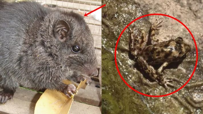 Top 5 loại động vật quý hiếm tưởng đã tuyệt chủng bỗng 'hồi sinh': Có loại chuột ở Lào thuộc họ đã biến mất 10 triệu năm