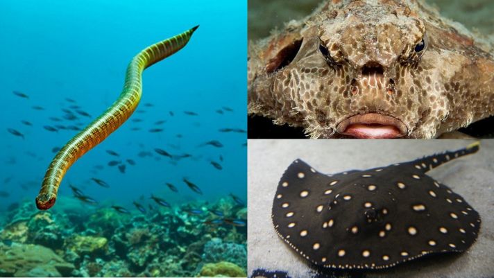 Top sinh vật biển nguy hiểm nhất hành tinh: Nhiều loài có ở Việt Nam, số 3 nghe tên đã run rẩy