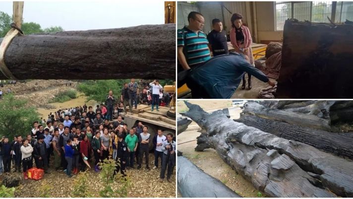 Nhóm công nhân đào được cây gỗ quý 3.000 năm tuổi: Mệnh danh ‘Đông phương thần mộc’, giá trên 300 tỷ