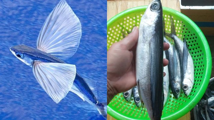 Việt Nam có loài cá 'thần tiên' biết bay như chim, đặc sản nổi tiếng ở vùng biển Đà Nẵng, Quảng Nam