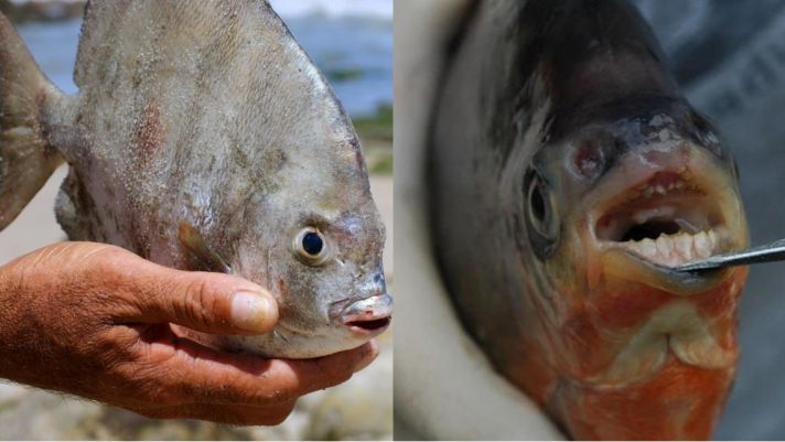 Rùng mình loài cá dị nhất thế giới: Thích ăn ‘của quý’ nam giới, sở hữu 1 đặc điểm giống con người