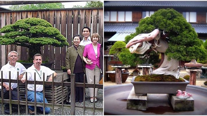 Những cây bonsai cổ thụ ‘sống thọ’ nhất thế giới: Cây ở Nhật bị đánh bom không chết, siêu cây vô giá