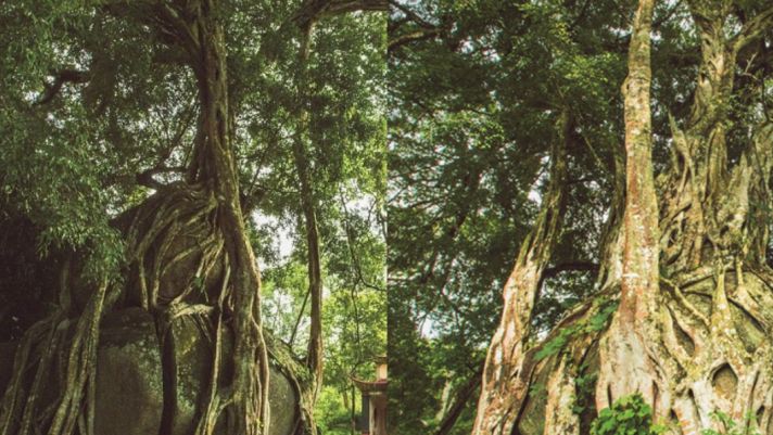 Cây cổ quý hiếm 1000 năm tuổi của Việt Nam có thế độc lạ, được công nhân là cây di sản và được bảo vệ nghiêm ngặt