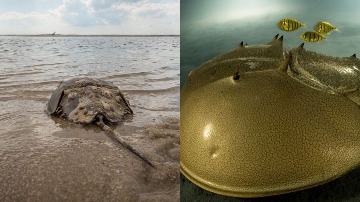 Hình ảnh loài cua 450 triệu năm tuổi đoạt giải thưởng ‘Nhiếp ảnh gia động vật hoang dã’ năm 2023