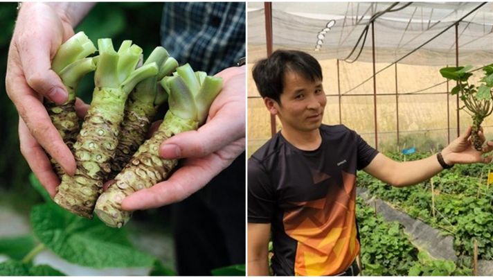 Loại củ làm gia vị đắt đỏ nhất thế giới được trồng tại Việt Nam: 2 năm mới được thu hoạch, giá 6 triệu/kg