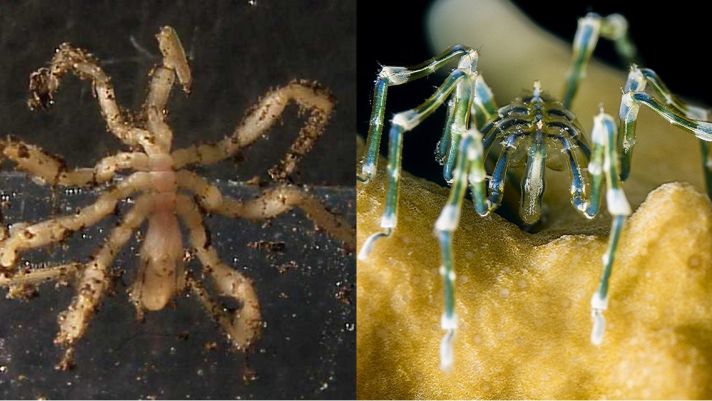 Sinh vật bí ẩn nhất dưới đáy đại dương: Xuất hiện từ thời cổ xưa, có khả năng thần kỳ gây chấn động