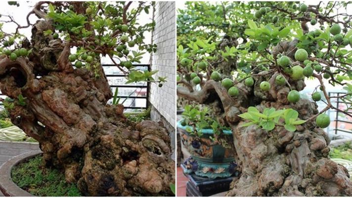 Bất ngờ cây ổi bonsai thế ‘Bạt phong’ 300 tuổi ở Hà Nội: Sai trĩu quả, đại gia trả hơn 1 tỷ không bán