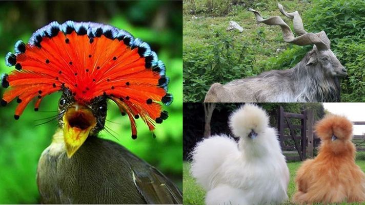 Top động vật kỳ lạ nhất Trái đất: Việt Nam sở hữu đến 3 loài, 1 loài đang nguy cấp, nghiêm cấm săn bắt