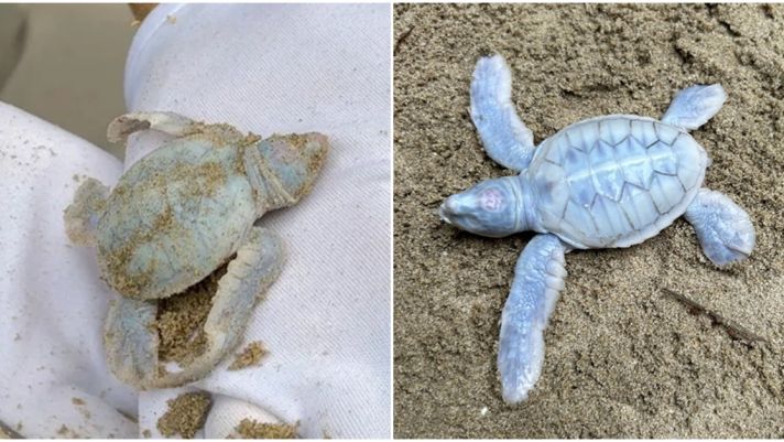 Ngỡ ngàng rùa biển bạch tạng độc nhất mới chào đời ở Côn Đảo: Tỉ lệ 1 trong hàng trăm nghìn con mới có
