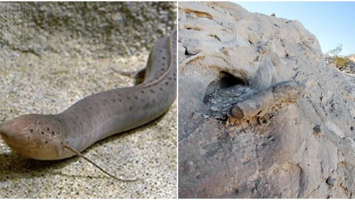 Loài cá duy nhất sống ở trên sa mạc khô cằn: 4 năm không ăn uống vẫn sống, được gọi ‘hóa thạch sống’