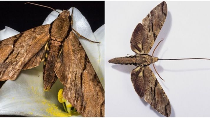 Loài bướm có vòi dài nhất thế giới: Vòi dài 28cm, được phát hiện lần đầu từ 1 thế kỉ trước