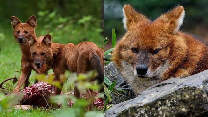 Loài chó siêu hiếm có trong Sách Đỏ Việt Nam: Kẻ thù của hổ báo, khả năng săn mồi 'nhanh như chớp'
