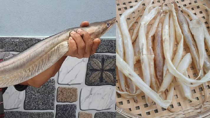 Loài cá Việt Nam giá thịt chưa đến nửa triệu nhưng một bộ phận bên trong lại có giá hơn 9 triệu/kg