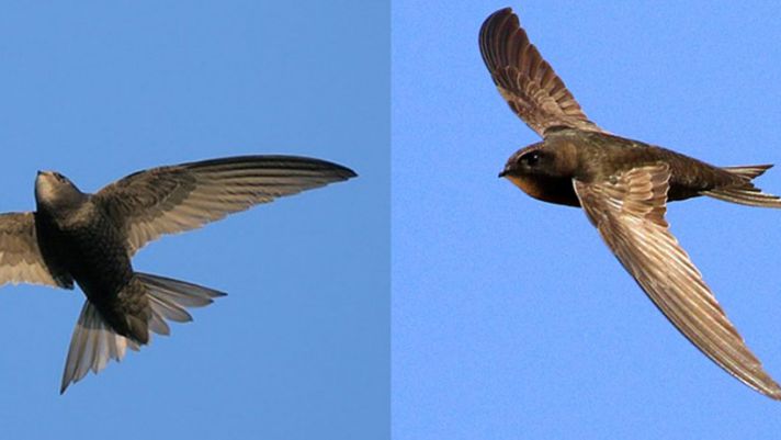 Loài chim có thể bay hơn 830 km mỗi ngày, ăn uống và giao phối ngay trên không trung 